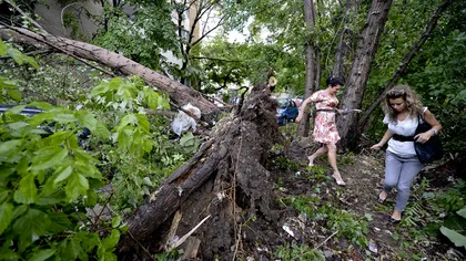 FURTUNI VIOLENTE în ţară. Mai mulţi copaci au fost doborâţi de vânt, două persoane fiind rănite