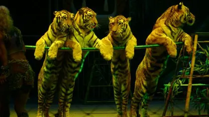 Animalele sălbatice, interzise în circuri. Remus Cernea a depus un proiect de lege în acest sens