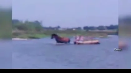 CRUZIME fără margini. Un bărbat şi-a BĂTUT calul cu BESTIALITATE pentru că nu putea trece un râu VIDEO