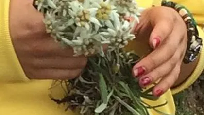 Ce face o piţipoancă când tenişii o poartă sus pe munte. Îşi face buchet din flori ocrotite prin lege FOTO