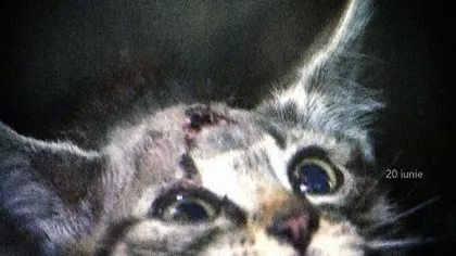 O pisică a fentat moartea. A fost ÎMPUŞCATĂ în CAP, dar şi-a revenit în 2 LUNI VIDEO