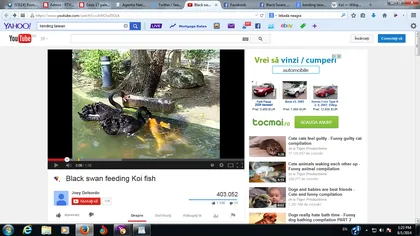 Lecţie de viaţă emoţionantă. Două lebede negre hrănesc peştii dintr-un lac VIDEO