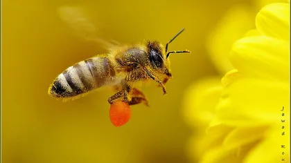 Beneficii uimitoare ale polenului de albine