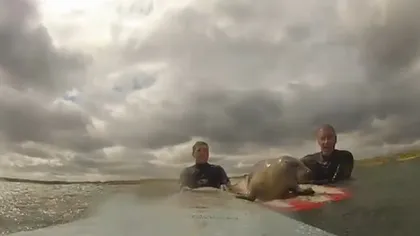 Un PUI de FOCĂ năstruşnic s-a apucat de SURF VIDEO