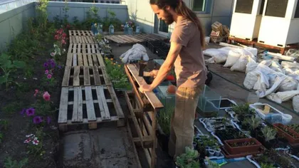 Cum să cultivi roşii şi castraveţi pe acoperişul blocului în Bucureşti