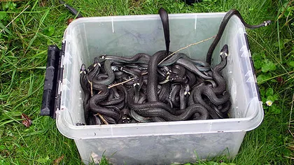 Invazie de şerpi: Românii s-au îngrozit când s-au trezit cu ei în case. IMAGINI ŞOCANTE