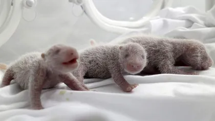 Premieră: O ursoaică panda a adus pe lume tripleţi VIDEO