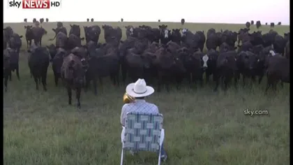 Metoda INEDITĂ a unui fermier cu ajutorul căreia îşi adună cireada cât ai clipi VIDEO