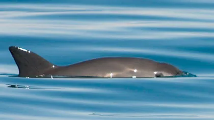 Cea mai mică specie de delfin ar putea să dispară