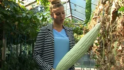 Ultima invenţie a cercetătorilor români: Castravetele cu gust de pepene galben VIDEO
