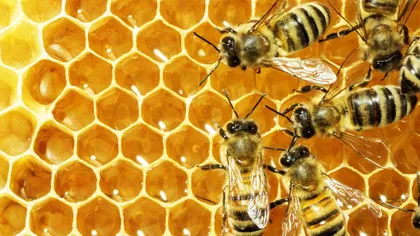 Utilizări ale cerii de albine în tratamentele de frumuseţe