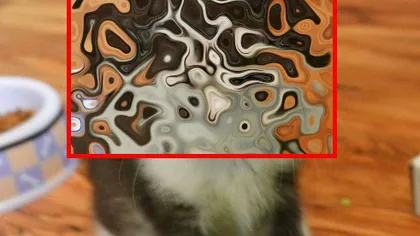 Fotografia zilei. Un pui de pisică face FURORI pe INTERNET cu nasul său în formă de INIMĂ FOTO