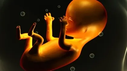 Cum se dezvoltă organele genitale ale copilului VIDEO