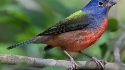 Schimbarea climatică ameninţă jumătate din speciile de păsări din America de Nord