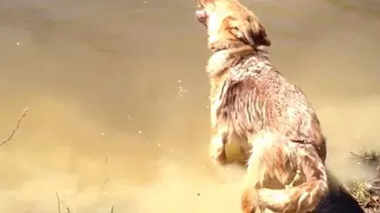 Reacţia AMUZANTĂ a unui câine atunci când stăpâna îi cere să iasă din apă VIDEO