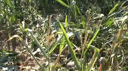 Urşii au distrus hectare întregi de porumb, în Harghita VIDEO
