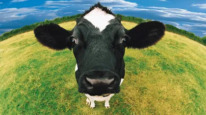 Directivă bizară a UE: Vacile nu mai au voie să îşi facă nevoile pe PĂŞUNI. Reacţia FERMIERILOR este hilară