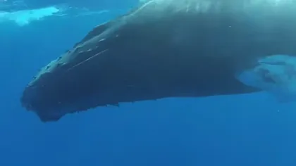 Cum doarme balena cu cocoaşă VIDEO