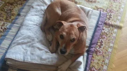 Tragedie în Spania: EXCALIBUR, câinele asistentei care a fost contaminată cu Ebola, a fost EUTANASIAT