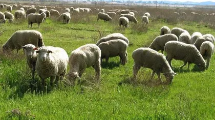 Trupul neînsufleţit al unui cioban, găsit pe câmp în apropiere de Cernavodă