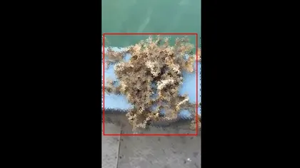 Creatura bizară prinsă de un pescar: Are 100 de BRAŢE şi pare venită dintr-un COŞMAR VIDEO