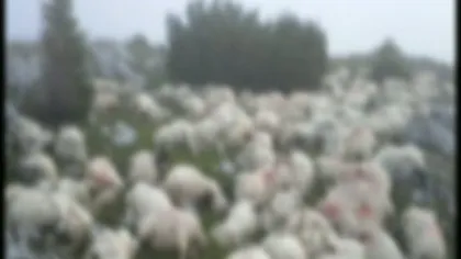 ALARMANT. Peste 100 de oi, ucise de lupi în Alba