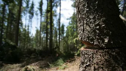 Primarii localităţilor din Bacău unde urmau să fie restituite 43.000 ha pădure au AMÂNAT punerea în posesie