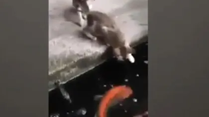 Pisicuţă CURIOASĂ, filmată în momentul în care  fost atacată de un PEŞTE URIAŞ. A MURIT sau NU?