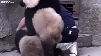ADORABILI. Cum reacţionează doi urşi panda care nu vor să-şi ia medicamentele VIDEO
