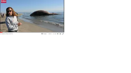 O balenă eşuată pe o plajă din Franţa riscă să explodeze VIDEO