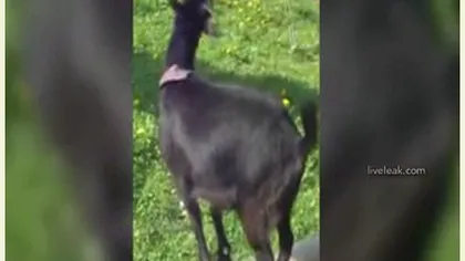VIDEO FUNNY. O capră se urcă pe spatele unui porc pentru a ajunge la mâncare