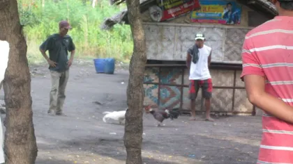 LUCIAN BUTE, spectator la o luptă între cocoşi. Poze SUPERBE, cu Bute în Filipine GALERIE FOTO