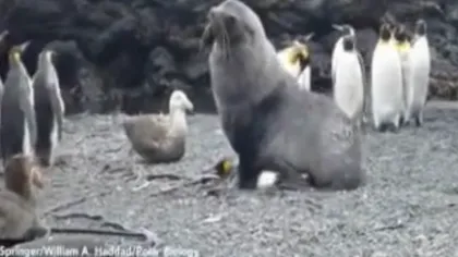 Imagini ULUITOARE. Un leu de mare, filmat în timp ce VIOLEAZĂ un pinguin imperial VIDEO 18