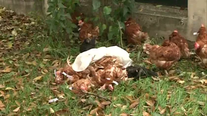 ANSVSA: 58 de găini moarte şi 28 vii, găsite în curtea ACL