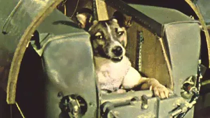 Adevărul despre moartea cutremurătoare a căţelei LAIKA, primul câine care a zburat în spaţiu VIDEO