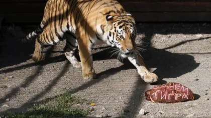 Acţiune de amploare pentru capturarea unui tigru aflat în libertate în apropiere de Paris