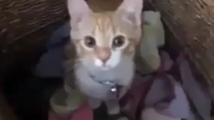 O pisicuţă HARNICĂ îşi ajută stăpâna la strânsul rufelor VIDEO