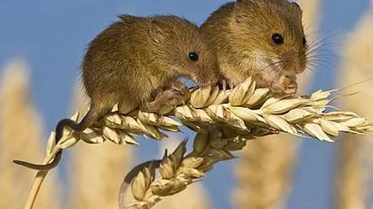 Şoarecii au mâncat 6% din producţia națională de grâu