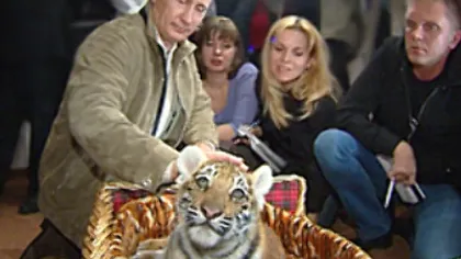 Dor de ţară: Tigrul lui Putin EMIGRAT în China vrea să treacă graniţa înapoi, în Rusia
