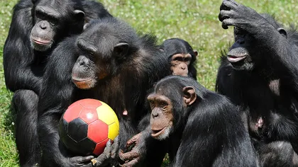 S-A DECIS! Cimpanzeii nu sunt persoane