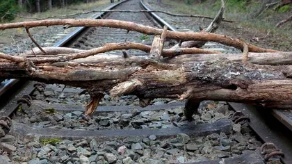 VREMEA REA face RAVAGII. Două trenuri, BLOCATE după ce mai mulţi copaci au căzut pe şine din cauza vântului
