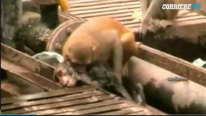 MOMENTE EMOŢIONANTE. Cum şi-a salvat o maimuţică prietenul după ce a fost electrocutat VIDEO