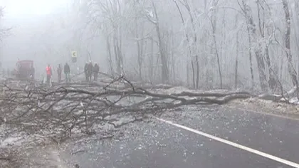 Fenomen STRANIU la Iaşi. O pădure a fost distrusă de ploaia îngheţată VIDEO - Imagini APOCALIPTICE