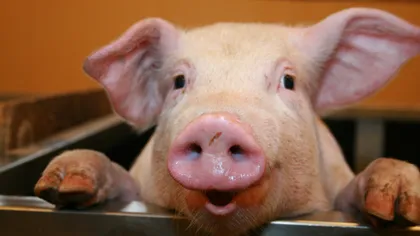 IGNAT. SUPERSTIŢII privind sacrificarea porcului: Ce înseamnă dacă găseşti sânge ÎNCHEGAT în inima animalului