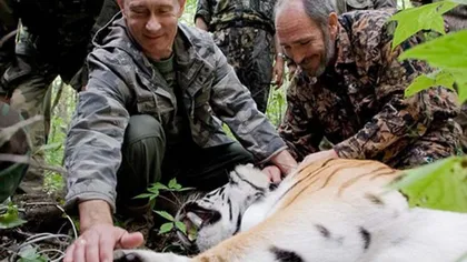 Tigrul lui Vladimir Putin a mâncat un câine VIDEO