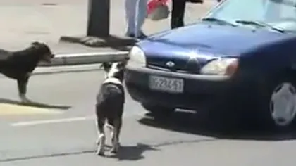 Ghid de supravieţuire în trafic: Ce faci când îţi sare un câine în faţă?
