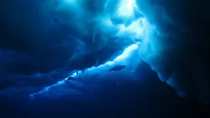 Descoperire INCREDIBILĂ sub gheaţa Antarcticii