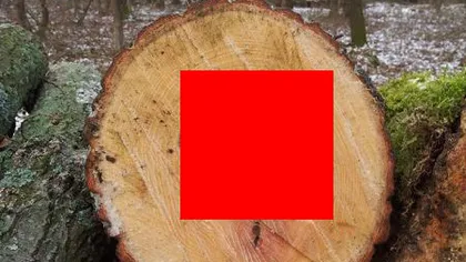 Descoperire INCREDIBILĂ în trunchiul unui copac tăiat: UIMITOARE sunt căile NATURII FOTO