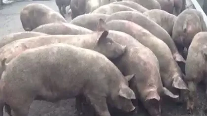 Un TIR cu porci s-a răsturnat în Prahova VIDEO