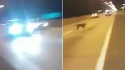 Imagini BIZARE şi INEXPLICABILE. Un câine se TELEPORTEAZĂ pe autostradă şi scapă ca prin minune să fie călcat